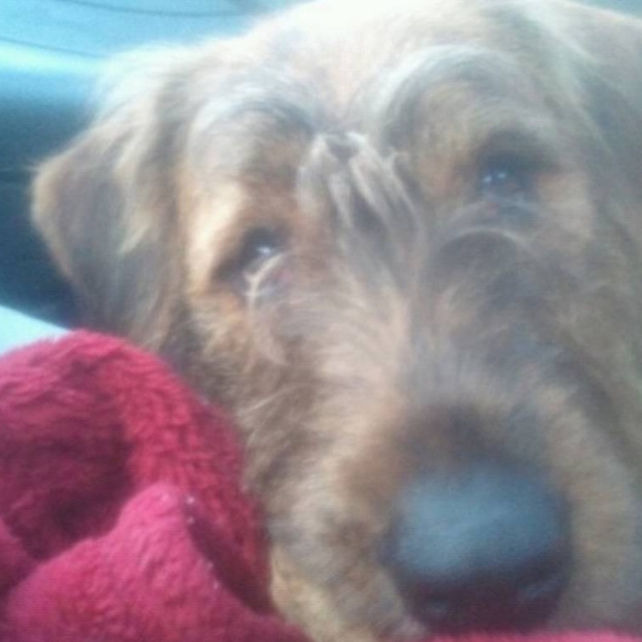 ✨ ⭐ ✨JULY UPDATE! ⭐  Brownie Dog 🐾💕🐾 #fairygodmothersdog - Picture 6 of 8